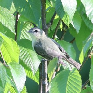 Philadelphia Vireo