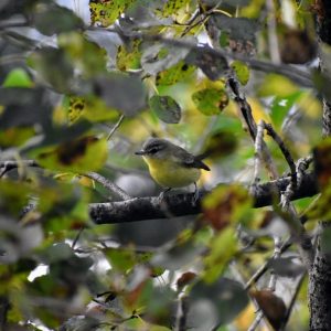 Philadelphia Vireo by Ashton Almeida
