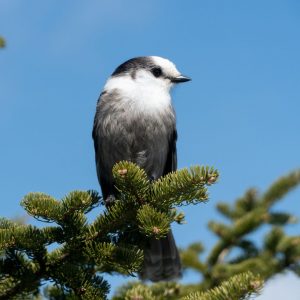 Canada Jay by Jennifer Long