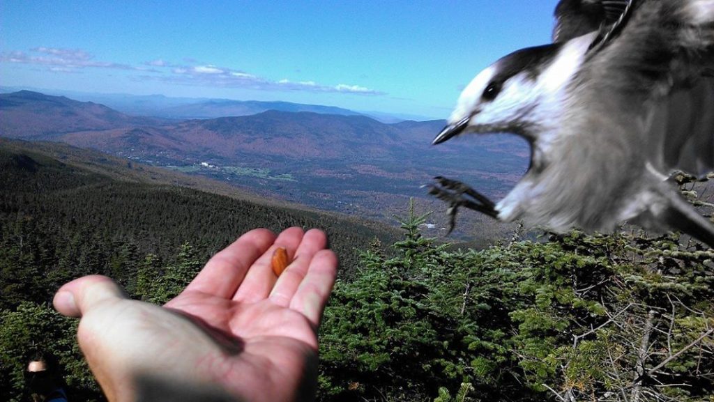 Canada Jay diving toward a person’s hand for food in the White Mountains.