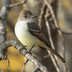 Ash-throated Flycatcher