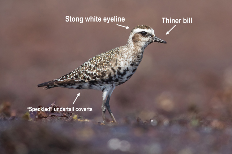 Black-bellied Plover showing clean undertail coverts, a thick bill, and a subtle eyeline. Photo by Cameron Johnson.
