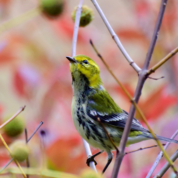 Black-throated Green Warbler perched on a branch in Pawtuckaway State Park, New Hampshire. Photo by Roger Frieden.