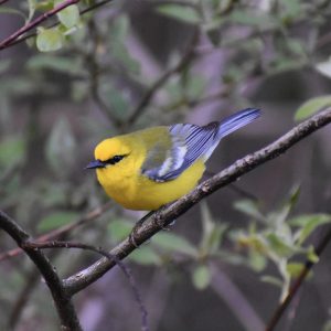 Blue-winged Warbler by Ashton Almedia