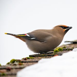 Bohemian Waxwing by Cameron Johnson
