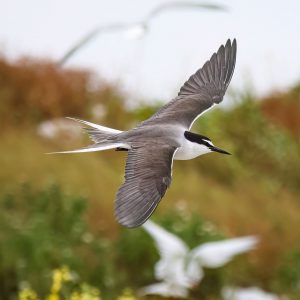 Bridled Tern by Ben Cheng Kerstetter