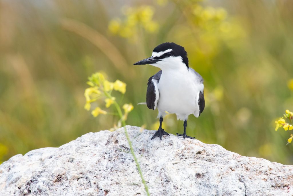 Bridled Tern perched on a rock near the Isles of Shoals, Rye, NH. Photo by Cameron Johnson.
