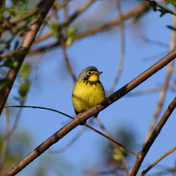 Canada Warbler perched in leafy cover. Photo by Ashton Almeida.