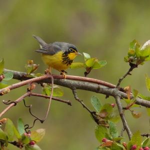 Canada Warbler by Len Medlock