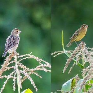 Dickcissel, Bobolink Photo Quiz by Pam Geiger