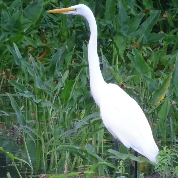 Great Egret foraging along Horseshoe Pond in Merrimack, NH. Photo by Molly Jacobson.