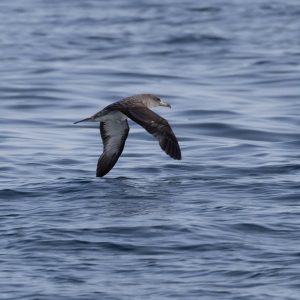 Cory's Shearwater by Benjamin Griffith