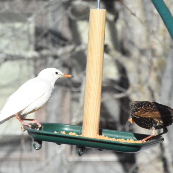 A mostly white European Starling perched on a branch, showing reduced pigmentation. Photo by Lisa Payne.