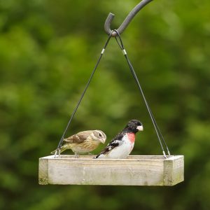 Rose-breasted Grosbeaks by Len Medlock