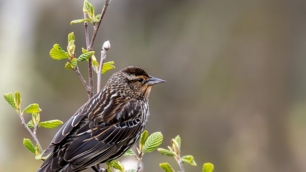 A streaky brown female bird perched on vegetation. Photo by Pam Geiger.