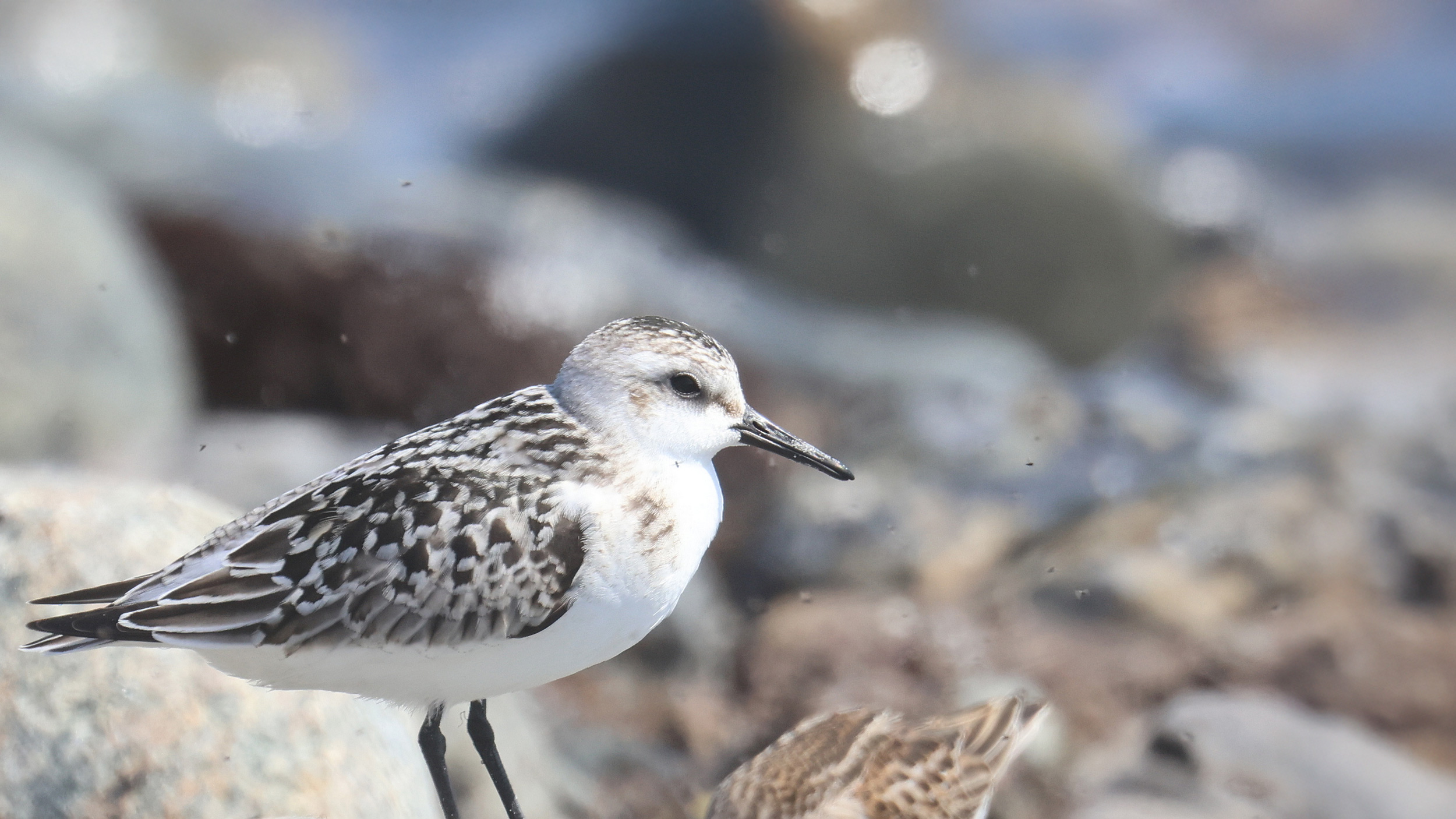 Juvenile sandpiper standing on a sandy shore with black and white back pattern. Photo by Steve Mirick.