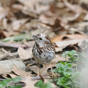 Song Sparrow by Jim Sparrell