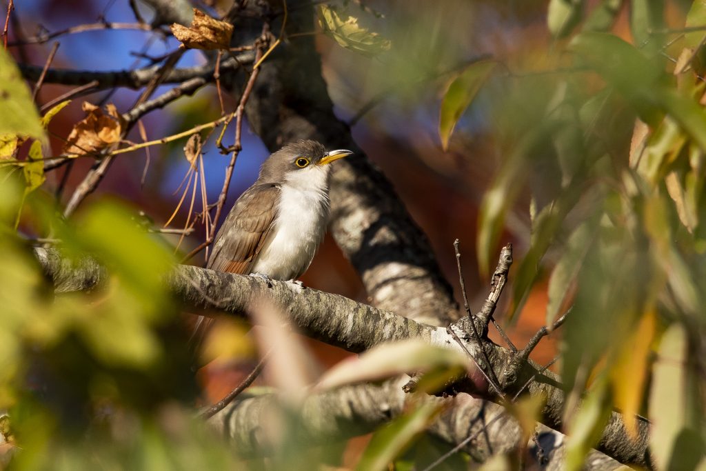 Yellow-billed Cuckoo in Dover, NH. Photo by Cameron Johnson.