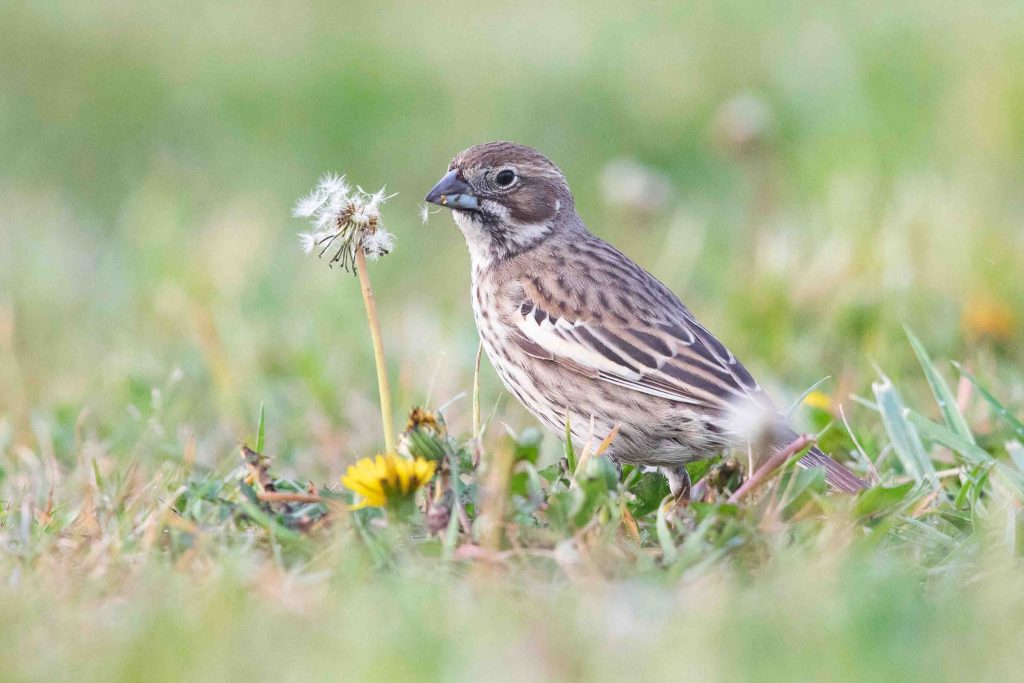 A Lark Bunting next to a dandelion.