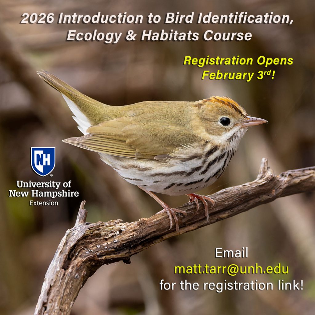 An Ovenbird on a branch.