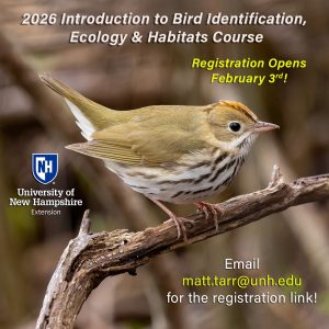 An Ovenbird on a branch.