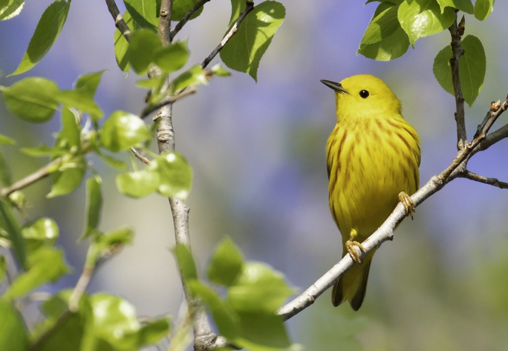 Northern Yellow Warbler perched on a branch.
