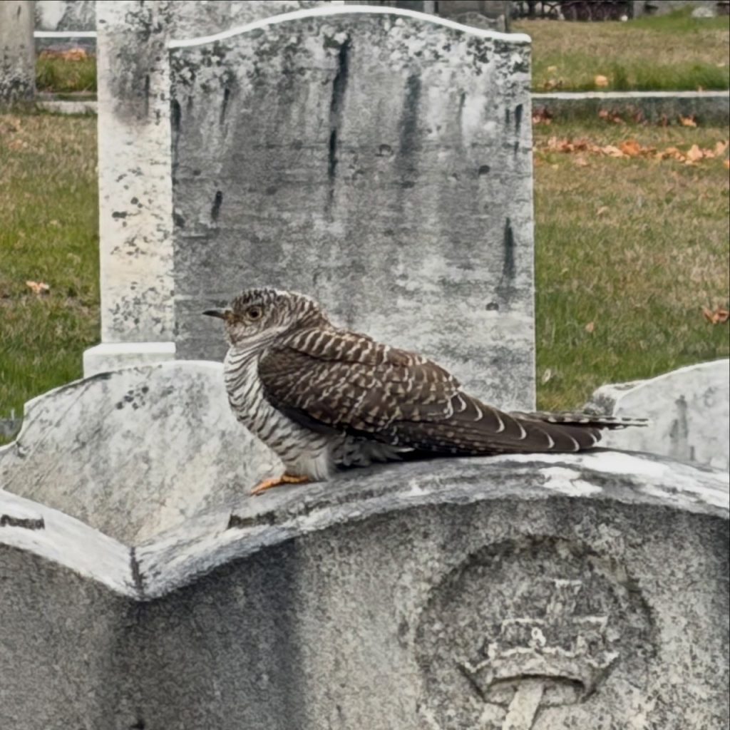 Common Cuckoo on a gravestone.