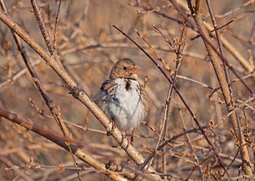 Harris's Sparrow on a branch.