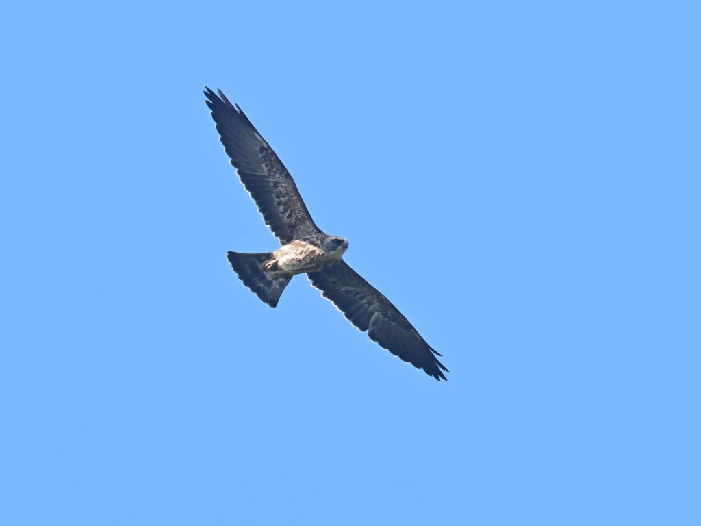 Mississippi Kite juvenile flying.