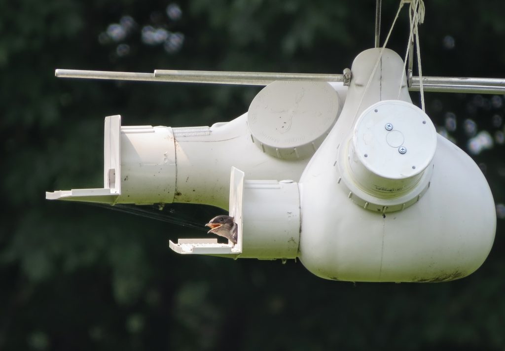 Purple Martin Chick