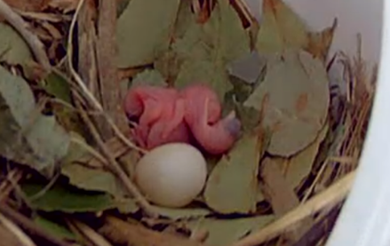 Purple Martin Hatchling