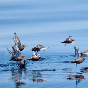 Red-Phalaropes flying over the ocean.