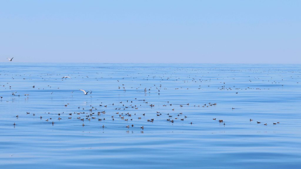Hundreds of Red Phalaropes on the water.