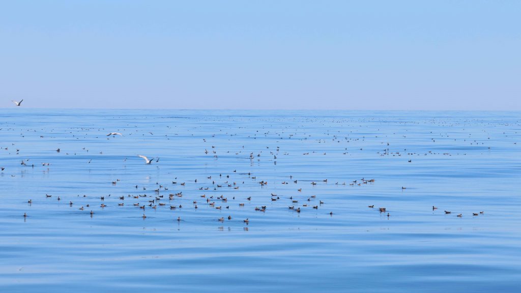 Hundreds of Red Phalaropes on the water.