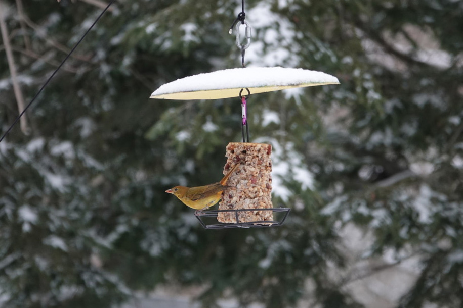 Summer Tanager perched at a feeder in winter!