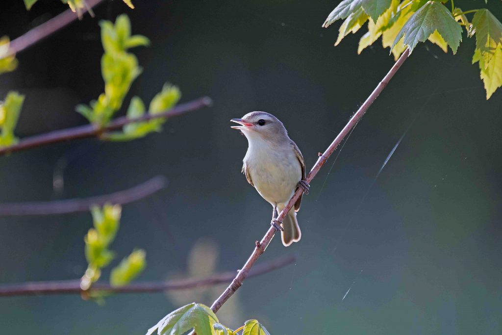 Eastern Warbling Vireo perched on a branch.