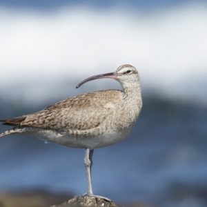 Whimbrel on a rock.