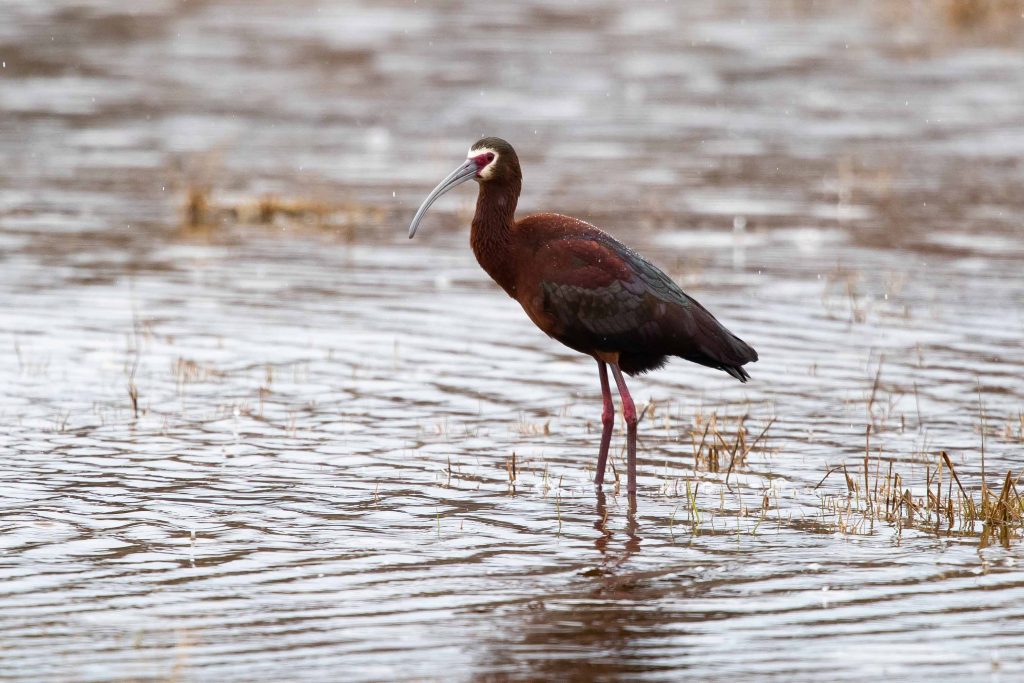 White-faced Ibis foraging.