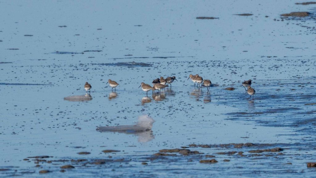 A flock of Dunlin on a mudflat.