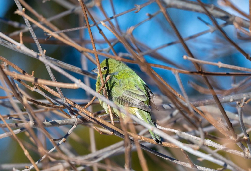 Painted Bunting perched in a bush.