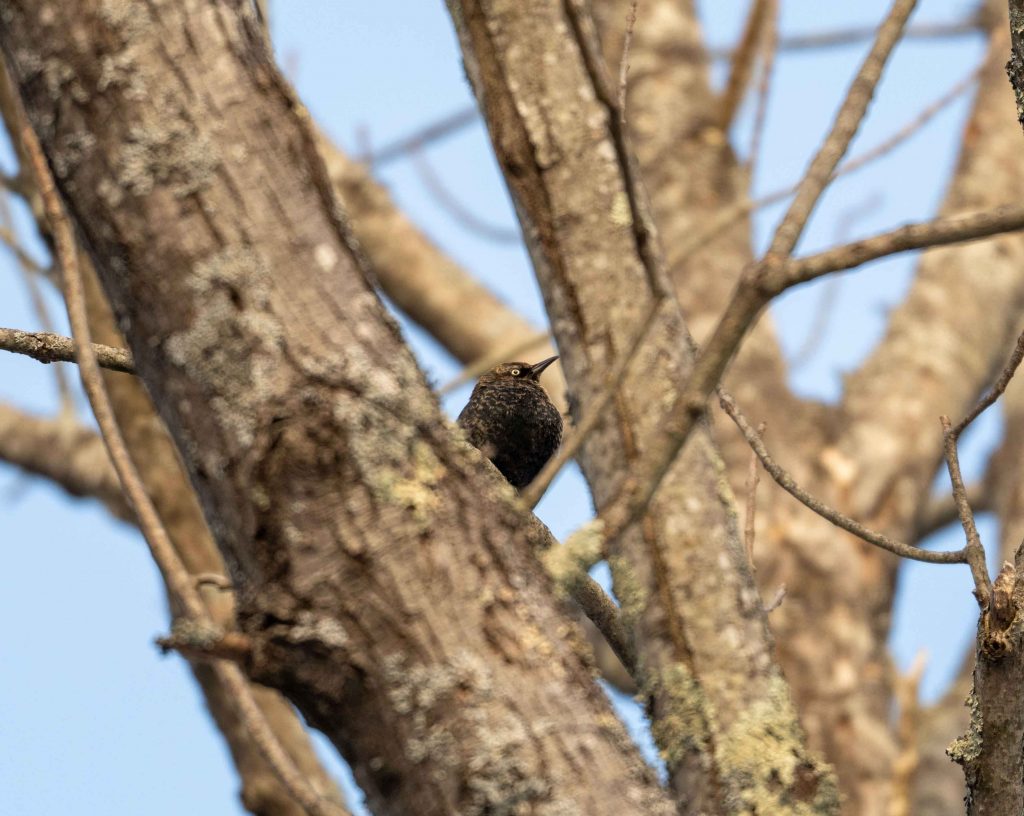 Rusty Blackbird perched in a tree.