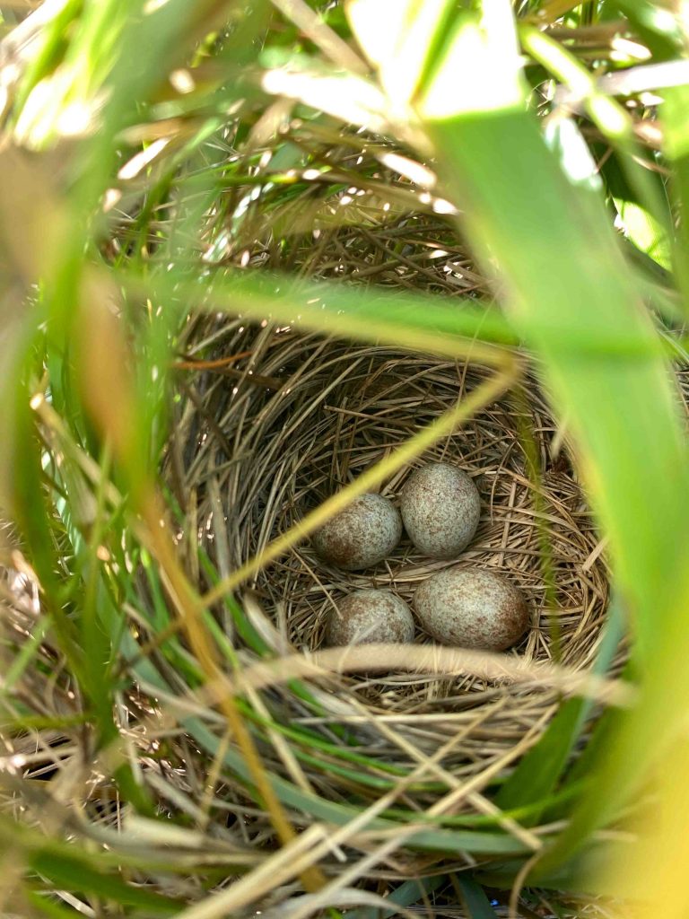A small nest in the salt marsh.