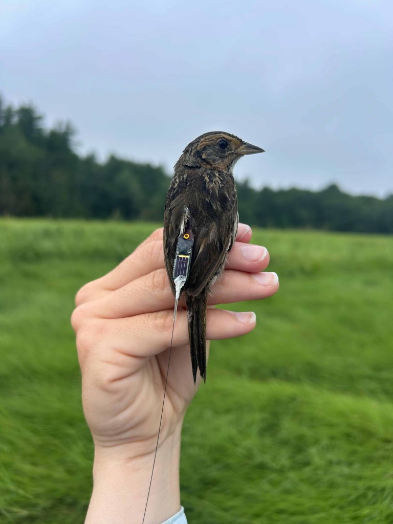 Saltmarsh Sparrow with affixed radio tracking tag.