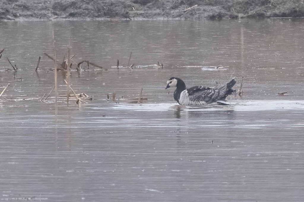 A Barnacle Goose in a pool of water.