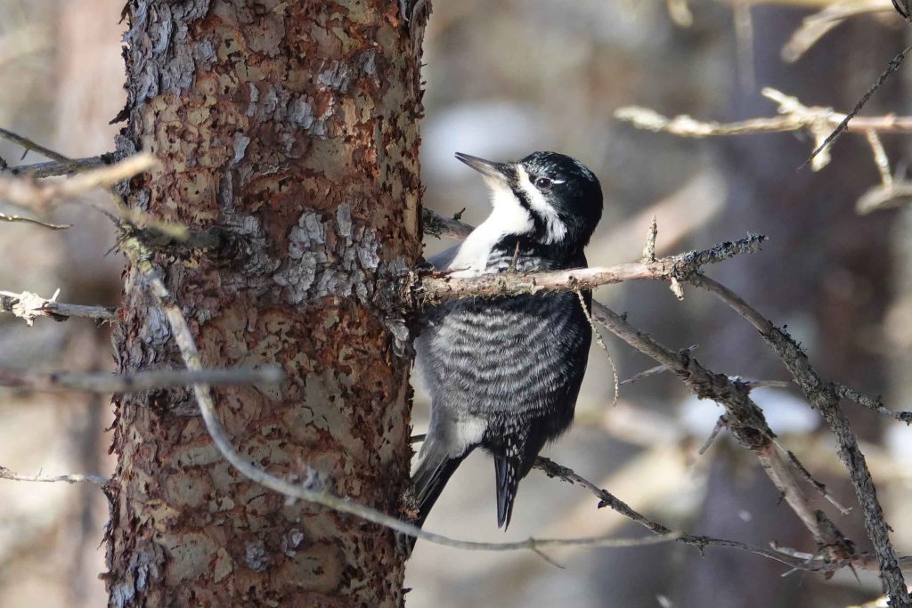 Black-backed Woodpecker climbing up a tree.