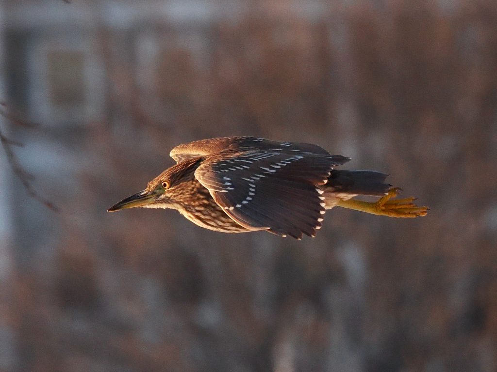 Black-crowned Night Heron flying