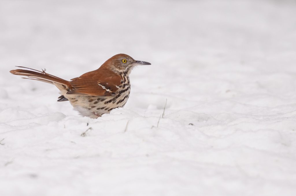 Brown Thrasher in snow.