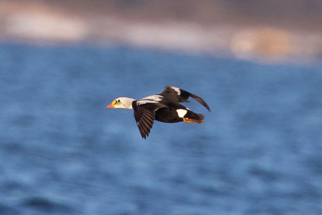 King Eider flying over water.