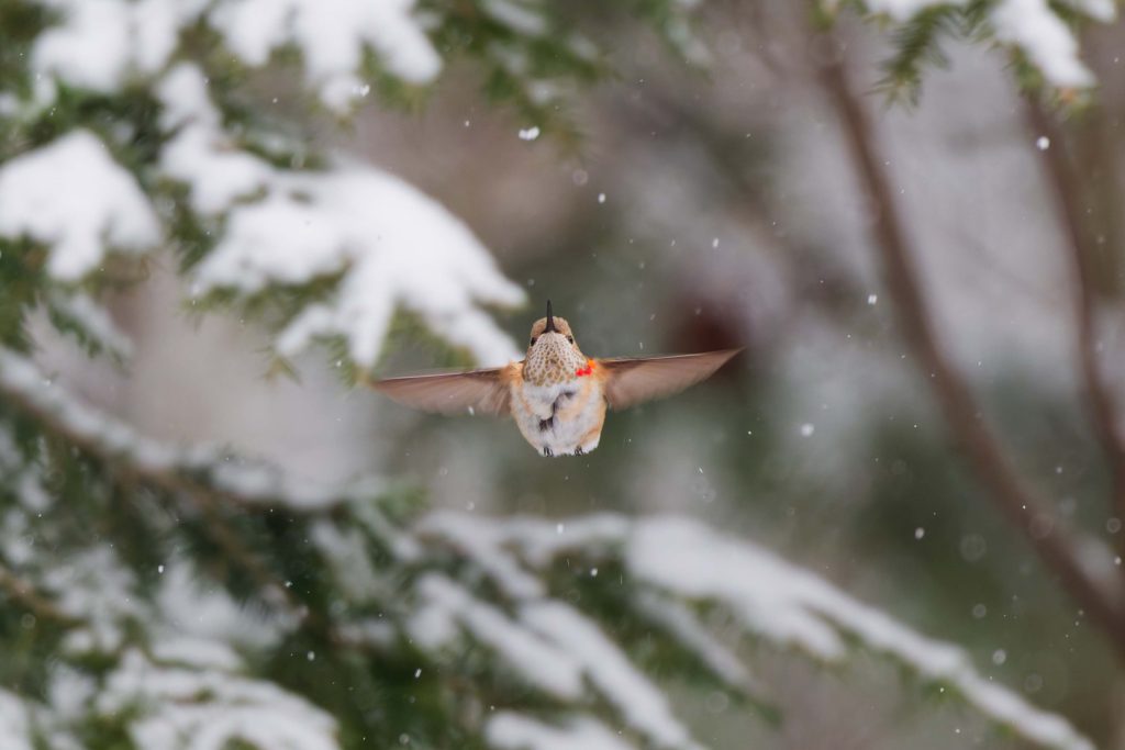 Rufus Hummingbird in flight.