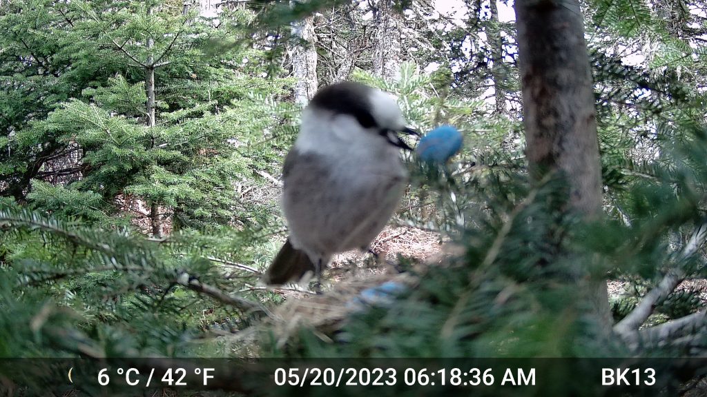 Canada Jay taking a fake egg from a study nest caught on game camera.